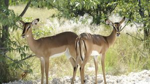 Preview wallpaper deer, trees, couple, walking, sunshine