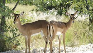 Preview wallpaper deer, trees, couple, walking, sunshine