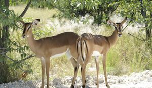 Preview wallpaper deer, trees, couple, walking, sunshine