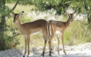 Preview wallpaper deer, trees, couple, walking, sunshine