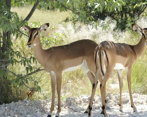 Preview wallpaper deer, trees, couple, walking, sunshine