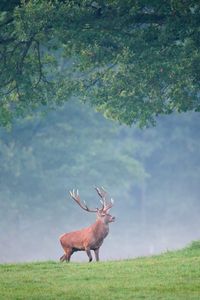 Preview wallpaper deer, trees, grass, walk, fog