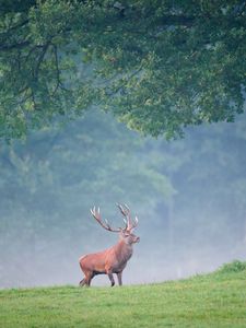 Preview wallpaper deer, trees, grass, walk, fog