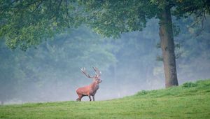 Preview wallpaper deer, trees, grass, walk, fog