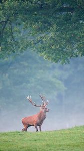 Preview wallpaper deer, trees, grass, walk, fog