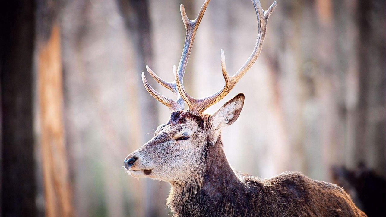 Wallpaper deer, trees, horns, head