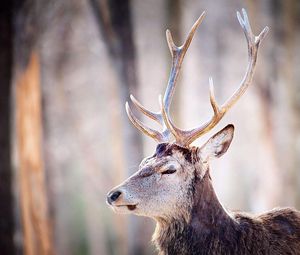 Preview wallpaper deer, trees, horns, head