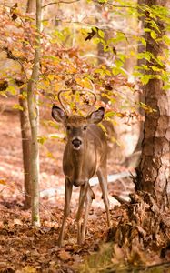 Preview wallpaper deer, trees, leaves, autumn