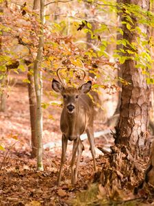 Preview wallpaper deer, trees, leaves, autumn