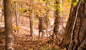 Preview wallpaper deer, trees, leaves, autumn
