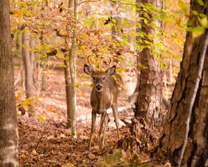 Preview wallpaper deer, trees, leaves, autumn