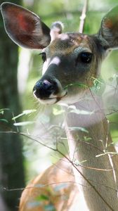 Preview wallpaper deer, trees, snout, animal