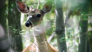 Preview wallpaper deer, trees, snout, animal