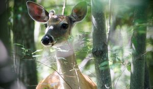 Preview wallpaper deer, trees, snout, animal