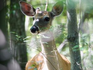 Preview wallpaper deer, trees, snout, animal