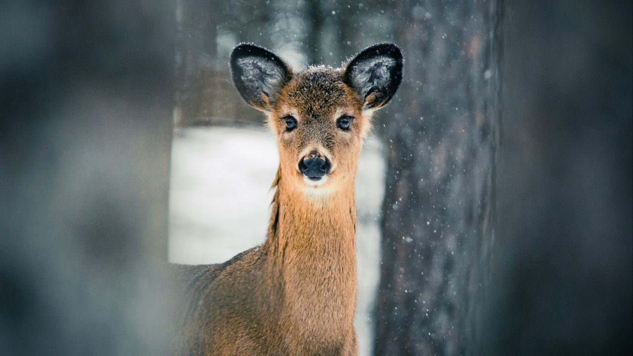 Wallpaper deer, trees, snow, nature