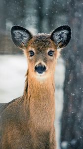 Preview wallpaper deer, trees, snow, nature