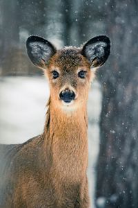Preview wallpaper deer, trees, snow, nature