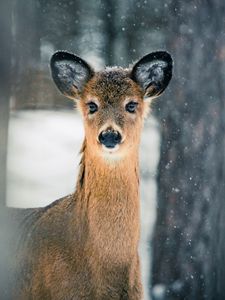 Preview wallpaper deer, trees, snow, nature