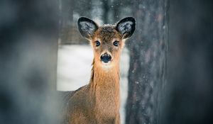 Preview wallpaper deer, trees, snow, nature