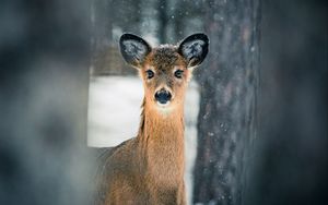 Preview wallpaper deer, trees, snow, nature