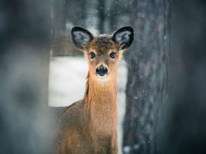 Preview wallpaper deer, trees, snow, nature