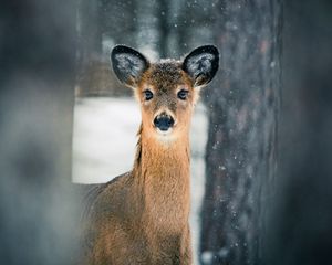 Preview wallpaper deer, trees, snow, nature