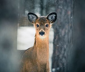 Preview wallpaper deer, trees, snow, nature