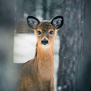 Preview wallpaper deer, trees, snow, nature