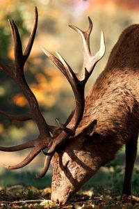Preview wallpaper deer, walk, horns, fall