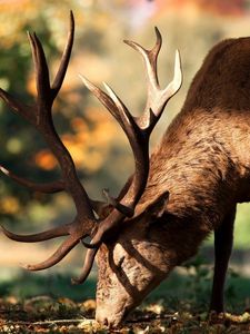 Preview wallpaper deer, walk, horns, fall