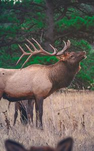 Preview wallpaper deer, walking, grass