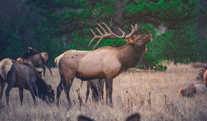 Preview wallpaper deer, walking, grass