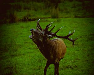 Preview wallpaper deer, wildlife, animal, grass