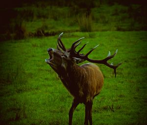 Preview wallpaper deer, wildlife, animal, grass