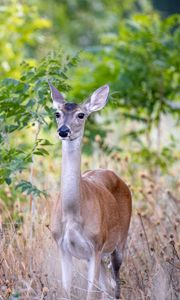 Preview wallpaper deer, wildlife, animal, blur