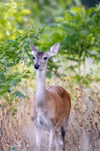 Preview wallpaper deer, wildlife, animal, blur