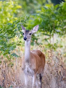 Preview wallpaper deer, wildlife, animal, blur