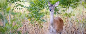 Preview wallpaper deer, wildlife, animal, blur