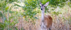 Preview wallpaper deer, wildlife, animal, blur