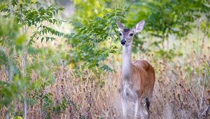 Preview wallpaper deer, wildlife, animal, blur