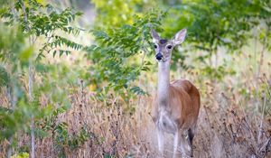 Preview wallpaper deer, wildlife, animal, blur