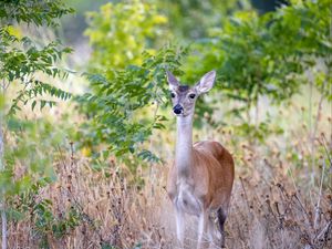 Preview wallpaper deer, wildlife, animal, blur