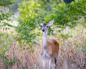 Preview wallpaper deer, wildlife, animal, blur