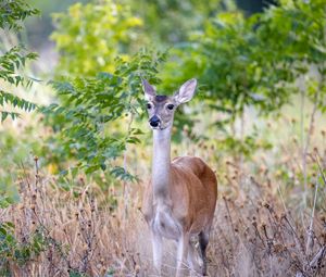 Preview wallpaper deer, wildlife, animal, blur