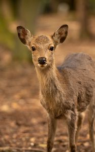 Preview wallpaper deer, wildlife, animal, glance, blur