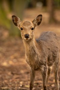 Preview wallpaper deer, wildlife, animal, glance, blur