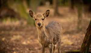 Preview wallpaper deer, wildlife, animal, glance, blur