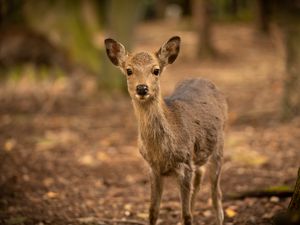 Preview wallpaper deer, wildlife, animal, glance, blur