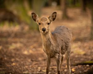 Preview wallpaper deer, wildlife, animal, glance, blur